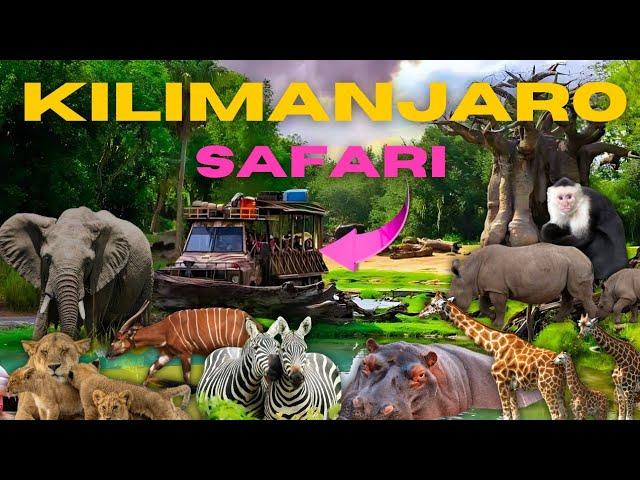 ENJOY SAFARI - MAJIC KINGDoM