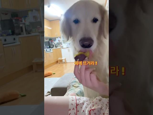뜨거운 거 못 먹는 강아지 #shorts