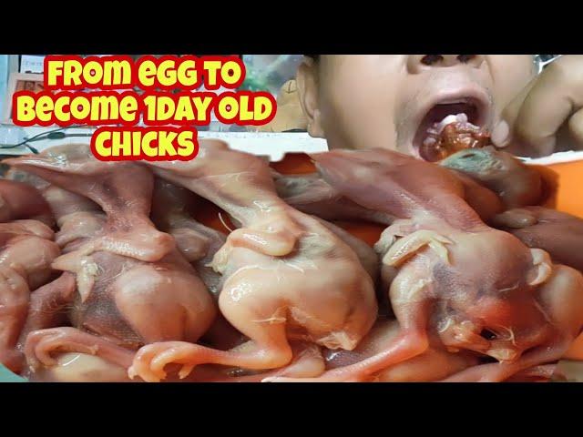 ASMR ONE DAY OLD CHICK MUKBANG / HOW TO PREPARE AND COOK ONE DAY OLD CHICK #mukbang #asmr