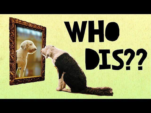 Who This? | Bunny The "Talking" Dog