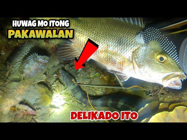 NIGHT SPEARFISHING PHILIPPINES FISH HUNTING AT NIGHT