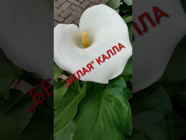 Самое главное условие чтобы  калла хорошо развивалась.....