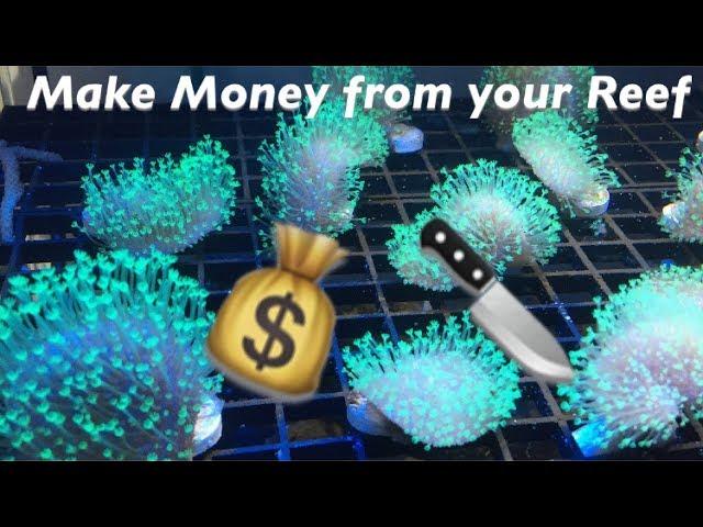 Making MONEY from your Reef: How to Frag a Toadstool Coral