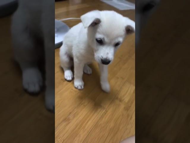 2개월 된 강아지 말귀 알아듣는 건가요 #파주아재 #강아지#시골의자부종#반려#강아지길들이기