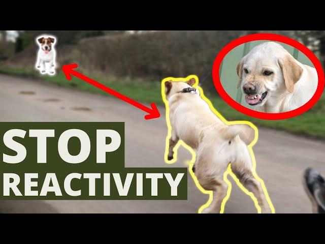 Stop Dogs Reactive Behavior On Leash