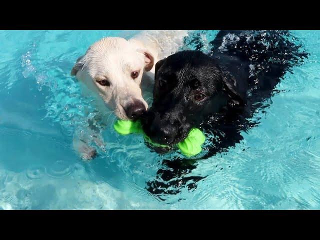 Labrador Siblings Are Reunited!!