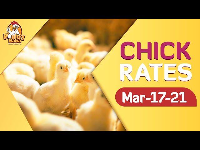 Day old chick rate 17 March 2021 poultry rates  Chick prices in Pakistan   Chuza rats in Punjab