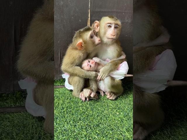 Lovely Family Mario #viral #monkey #cute #shorts #animals #fyp #love #trending #pets #funny #video