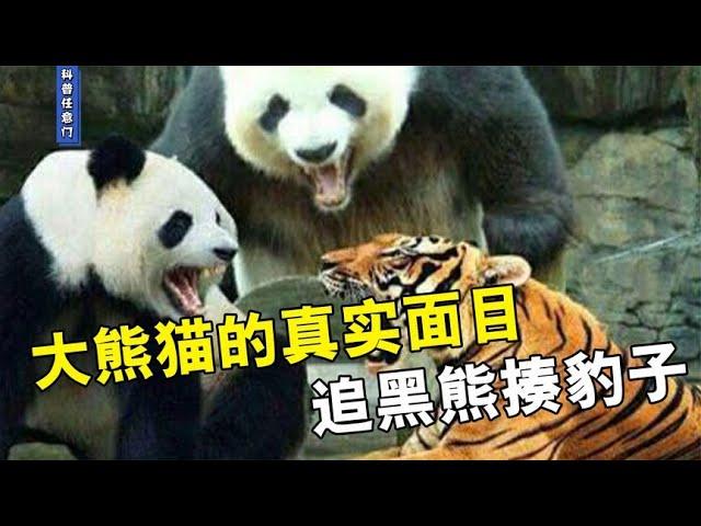 (Panda)大熊猫的真实面目，分分钟能杀个豺，追黑熊揍豹子，手到擒来！【科普任意门】