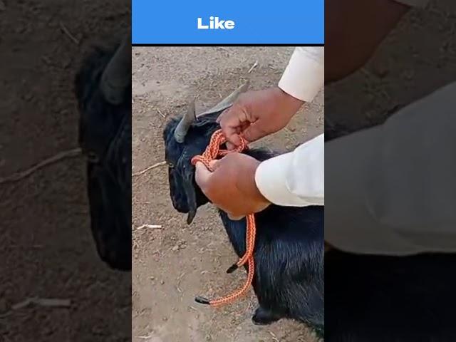 Tying Flexible Rope on the Neck of a Black Goat to be Slaughtered on Eid Ul Azha #eidulazha #shorts