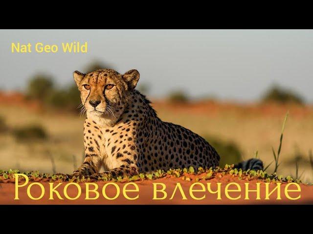 Nat Geo Wild.Роковое влечение.