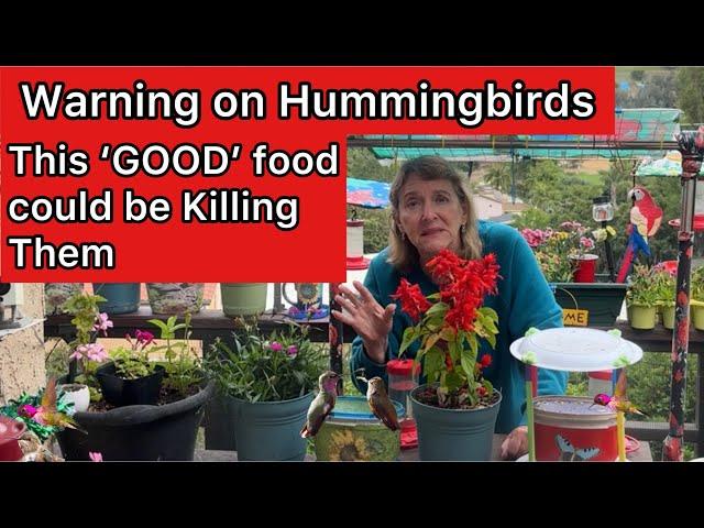 PLEASE Watch if You are Feeding Hummingbirds Homemade Nectar w/ Hummingbird Feeder to Help Wildlife