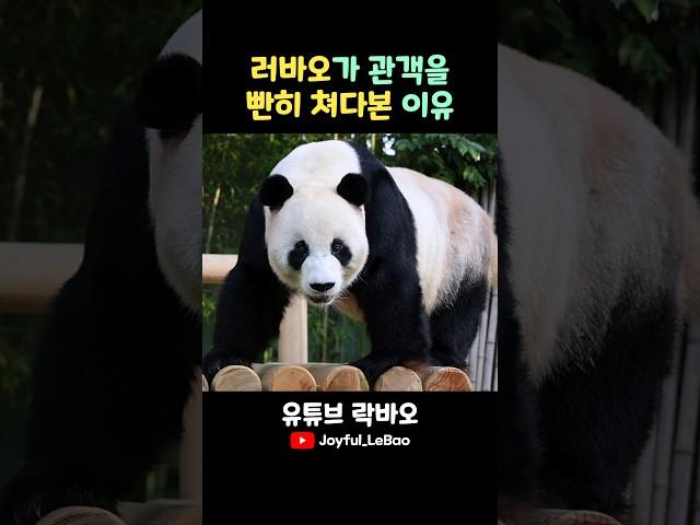 러바오가 관객을 빤히 쳐다본 이유