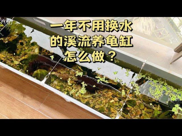 一年不用换水的溪流养龟缸怎么做？