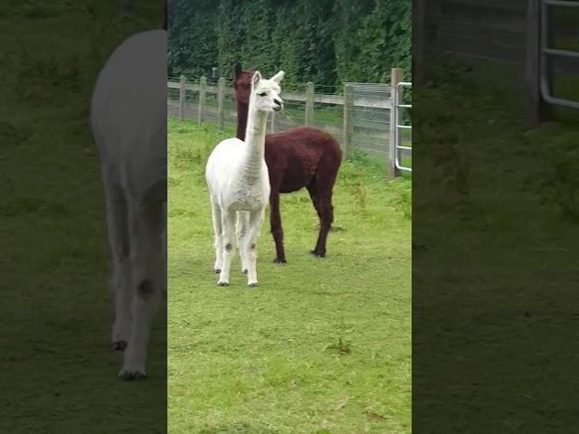 Lama #lama #animals #farming #nature #beautiful #pets #petlover #subscribe #viral #tiktok #shorts