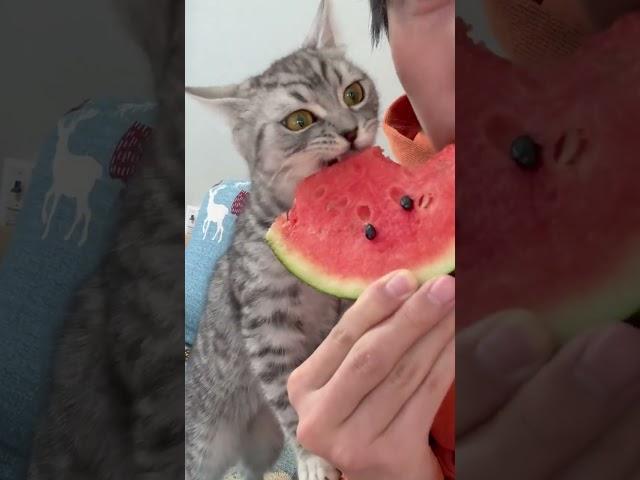 The kitten suddenly eat watermelon flesh and its eyes