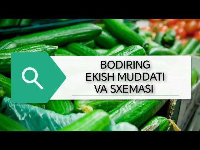 #agro BODIRNG YETISHTIRISH SIRLARI BUNI SIZ ANIQ BILMAYSIZ #tarvuz #issiqxona #dehqonchilik