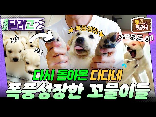 [‍#달리GO] 한 달 만에 ⭐폭풍 성장⭐ 꼬물이에서 사고뭉치가 돼서 돌아온 다다네! 그런데 사라진 6마리?! #TV동물농장 #달리 #DALI