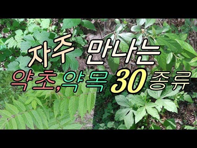 자주 만나는 식물들(약초,약목30종류)