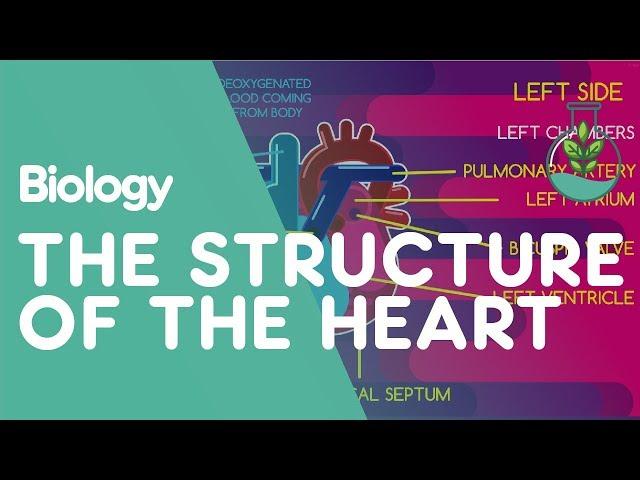 The Structure of the heart | Physiology | Biology | FuseSchool