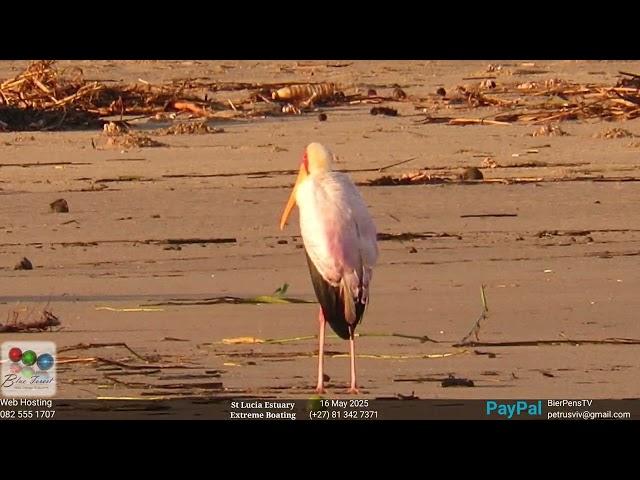 St Lucia Experience - 16 May 2025 - Estuary Mouth Update