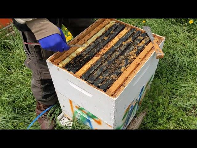 Installing Queens in Various Queen Cages into a Hive