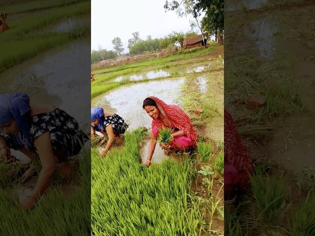 #trendingSandhya official Gorakhpur# #trending #viral #viral video#YouTube short blog