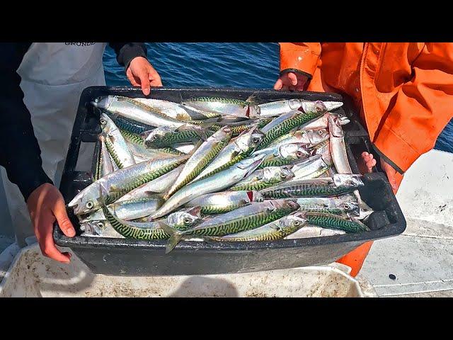 We Sold Hundreds of Pounds of TRASH Fish! Commercial Fisherman Day in the Life