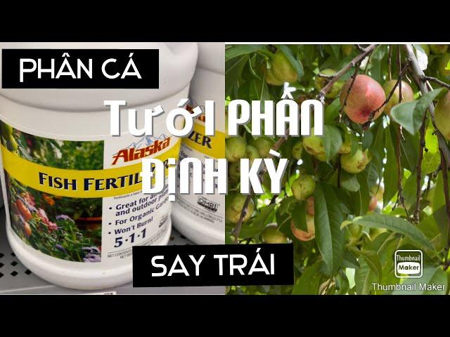 Tưới Phân Cá Định Kỳ Cho Vườn Nhà Thêm Say Trái tt377