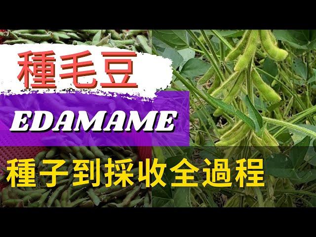 How to grow Edamame Beans【毛豆怎麼種】簡單易種、產量高的毛豆種植【無蟲害不怕曬】毛豆栽培【新手必種】懶人種菜【追劇必學小菜】毛豆料理/鹽水煮毛豆/五香毛豆/涼拌毛豆仁