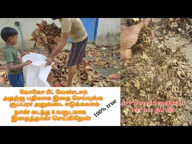 மாடித்தோட்டத்தில் மகத்தான அறுவடை எடுக்க இதை செய்து பாருங்கள் dry leaves benefits in terrace garden