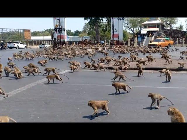 Monkey Swarm Takes Over City