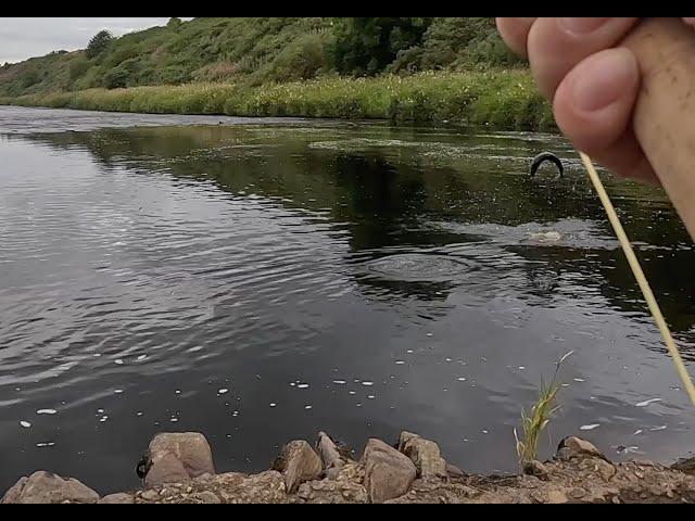 Salmon fishing on the River Thurso 2024 Day 4