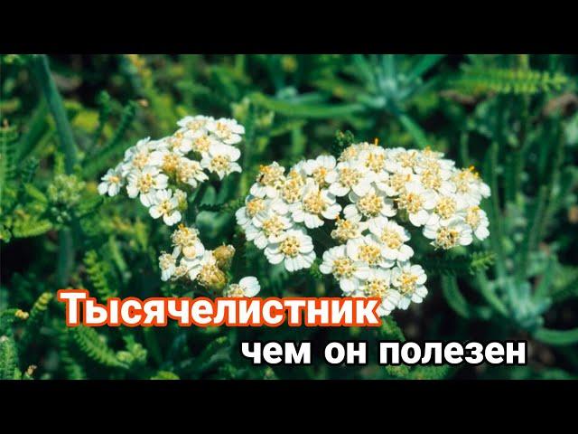 Тысячелистник что мы о нем знаем