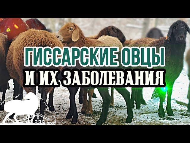 Гиссарские овцы и их заболевания