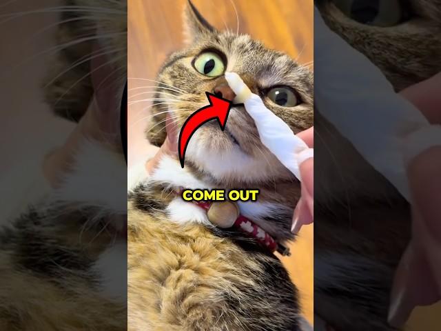 This Is Why Your Cat Can’t Breathe Right! (: @roserr3d/TT)