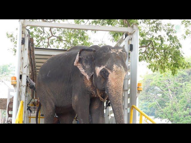 Elephant Rescue: Welcome Home, Dok Koon! - ElephantNews