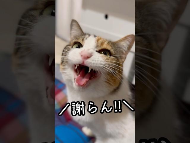 今日のおしゃべり小町。喧嘩上等、謝ったら負け。 #保護猫 #三毛猫 #三毛小町 #ミケノコマチ #みけこま #おしゃべり小町
