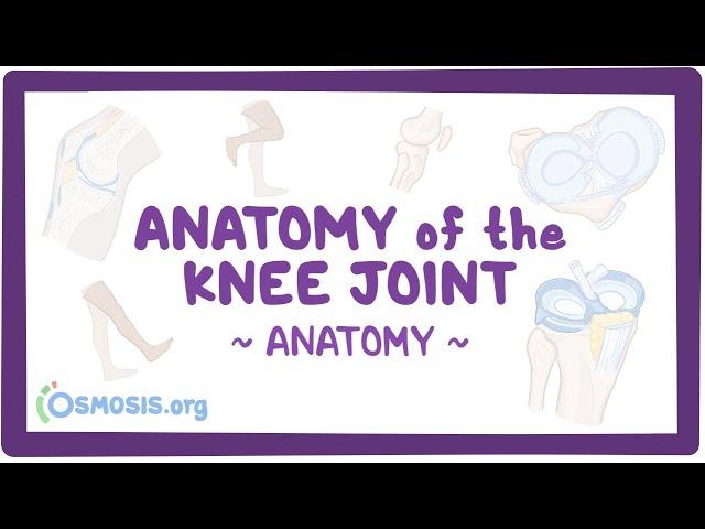 Anatomy of the knee joint