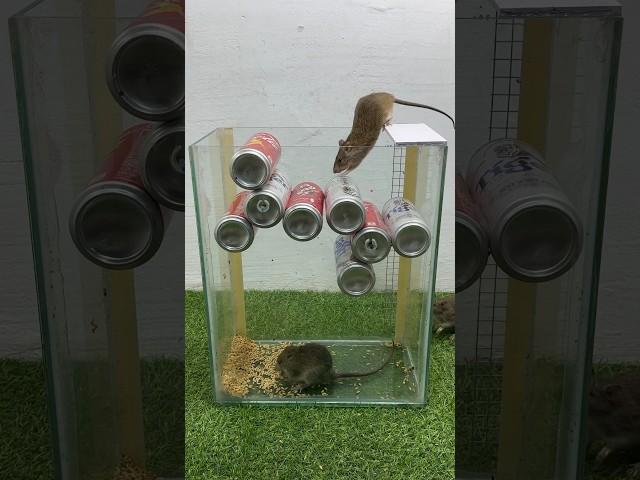 Top ideas for homemade mouse traps using cans // Mouse trap 2 #rattrap #rat #mousetrap #shorts