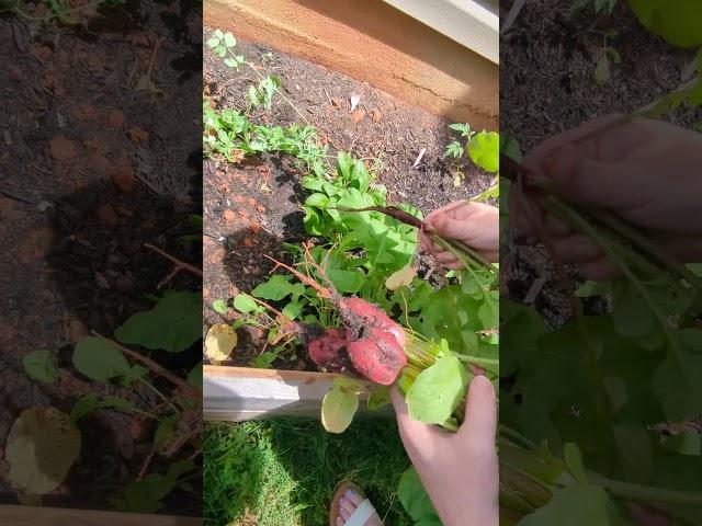 First radishes harvested on May 14, 2025 #gardenjourney #garden #gardenprojects #harvest