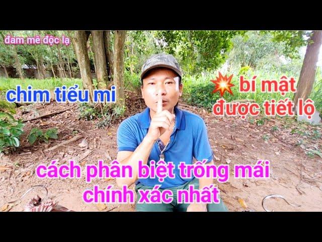 Cách Phân Biệt Chim Tiểu Mi Trống & Mái Chính Xác Nhất | đam mê độc lạ