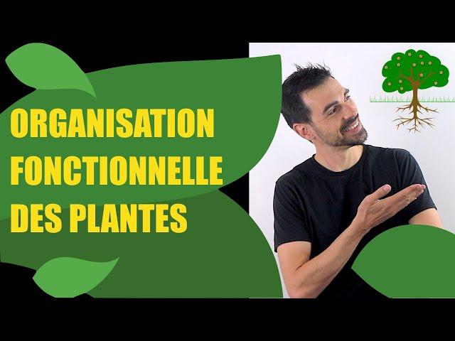 COURS DE TERMINALE SPÉCIALITÉ SVT CHAP.8: L'ORGANISATION FONCTIONNELLE DES PLANTES À FLEURS