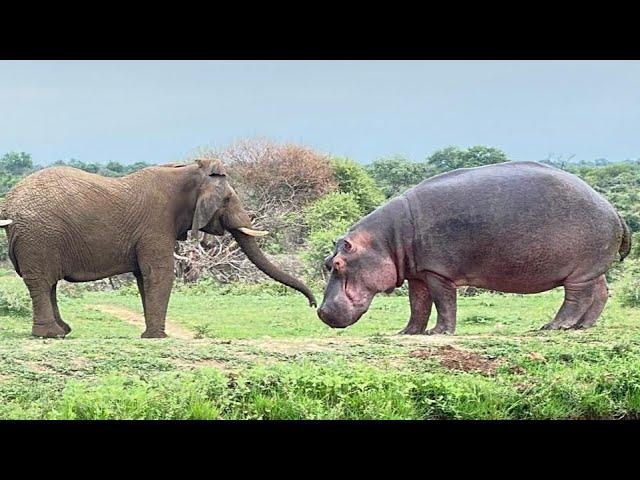 An Extraordinary Standoff & Approach Between a Hippo and the Elephants!