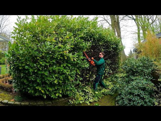 The HOMEOWNER Asked Me To Trim The OVERGROWN Hedge As Much As POSSIBLE