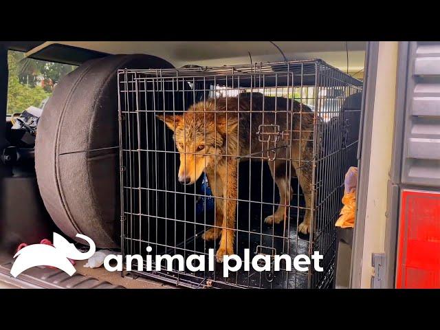 Mariah Rescues a Wolfdog! | Pit Bulls & Parolees | Animal Planet