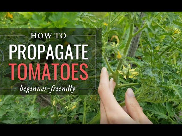 Propagate (Clone) Tomatoes - Gardening for Beginners