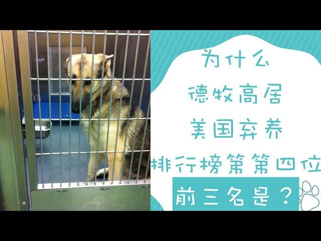 美国犬种弃养排行版「德牧」高居第四。前三名又是谁