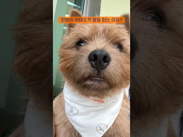 저… 우취하면 안될까요? #마태오 #반려견 #반려견일상 #강아지 #프로야구 #한화이글스
