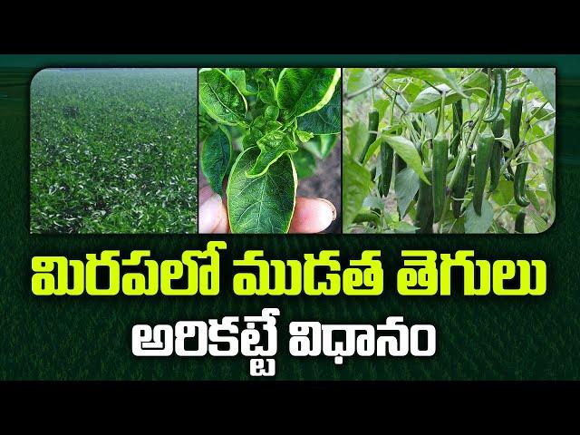 Chilli Crop Cultivation | మిరపలో ముడత తెగులు అరికట్టే విధానం | Matti Manishi | 10TV News